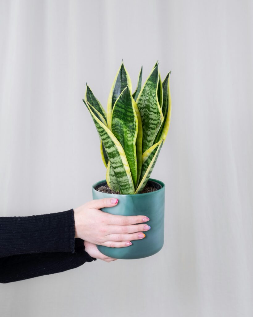 Snake Plant in modern living room with natural light.