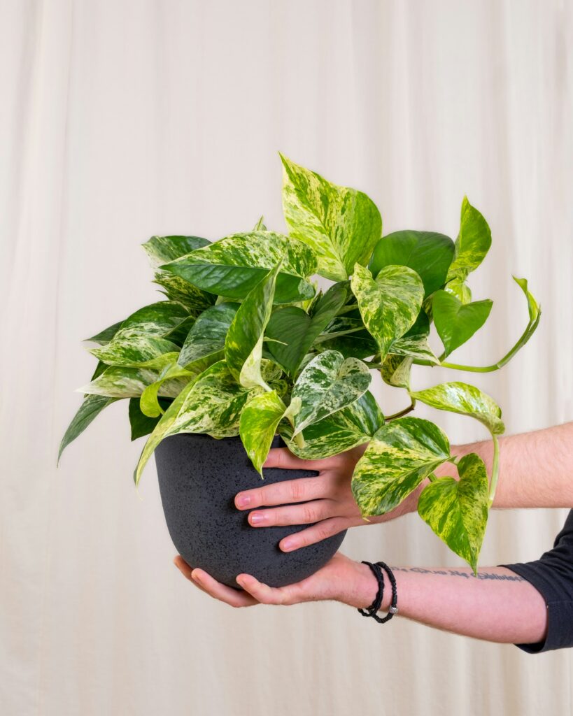Pothos trailing from a hanging planter in an Indian flat.