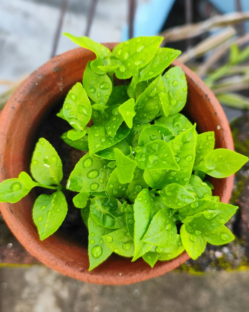 Overwatered plant with yellowing leaves in ceramic pot
