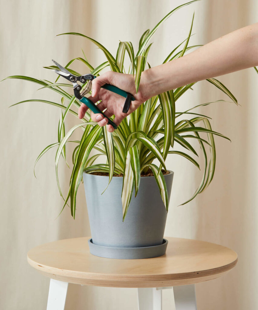 Spider Plant with baby offshoots on kitchen windowsill.