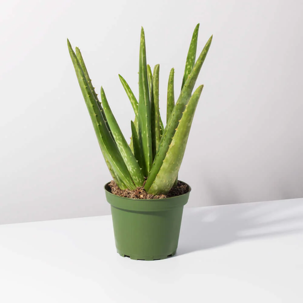 Snake Plant in a modern Indian living room corner.