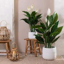 Peace Lily with white blooms in living room.