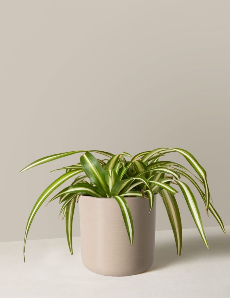 Pothos trailing from a hanging planter in an Indian flat.