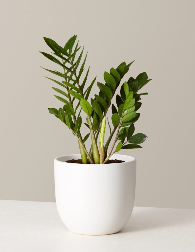 ZZ Plant in a ceramic pot on a wooden shelf.